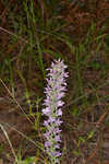 Pinkscale blazing star